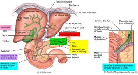 Duodenum anatomy, parts, location, duodenum function & problems