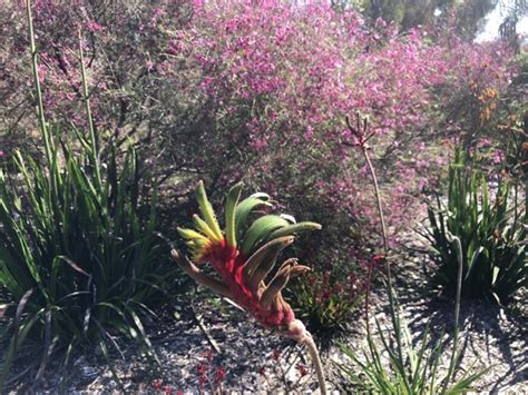 15. Kings Park – wildflowers – IMG_5858 – kezadez-go