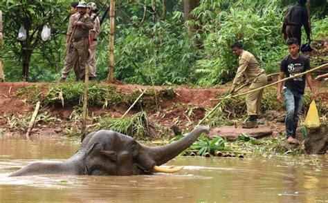 Forest officials rescue an injured elephant