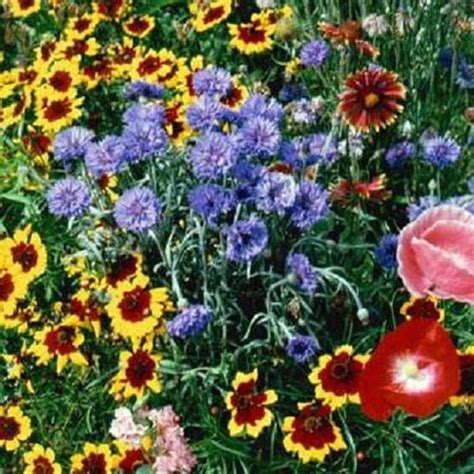 2000 Wildflower Seeds Western Wildflower Mix Flower Seed Mix | Etsy | Flower seeds, Wildflower ...