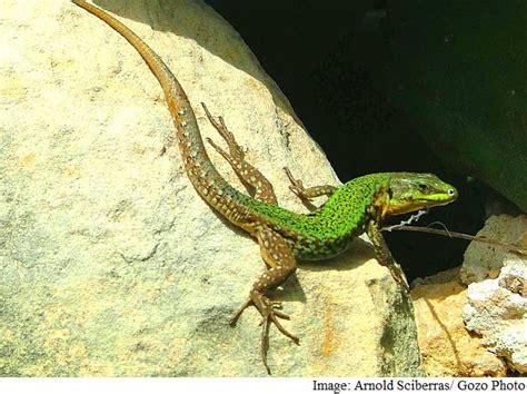 Lizard Squad Group Members Reportedly Arrested; Paid DDoS Service Goes ...