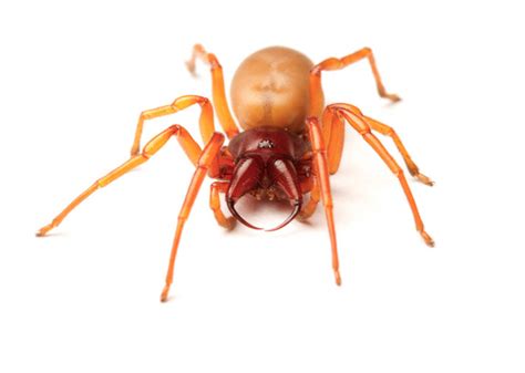 Woodlouse Spider vs Brown Recluse, Which is more Poisonous? - BigBear Pest Control