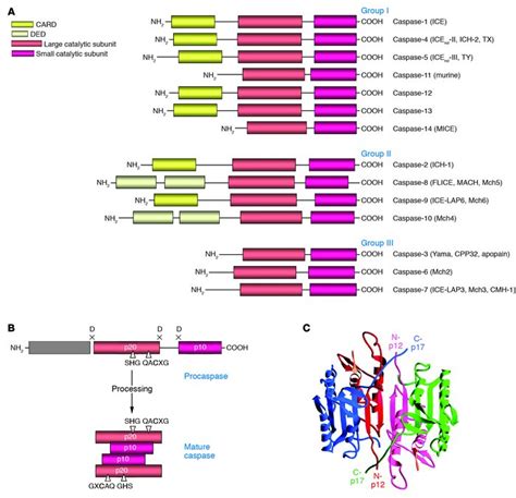 JCI - Caspases: pharmacological manipulation of cell death