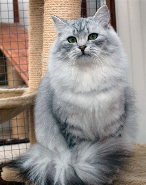 silver shade siberian | Siberian cat, Beautiful cats, Gorgeous cats