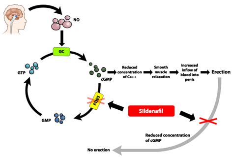 Sildenafil / Vardenafil - Reproductive - Medbullets Step 1