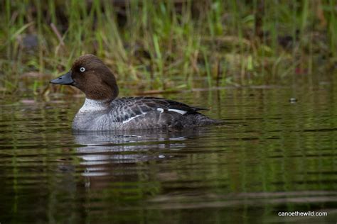 Allagash canoe trip Goldeneye duck - Canoe the Wild