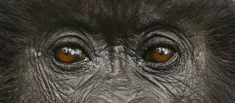 M. Raeder - Photography: Travel TidBits: Gorilla Galore!