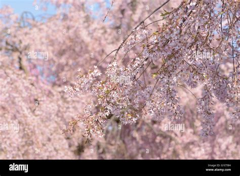 Spring cherry blossom,Japan Stock Photo - Alamy