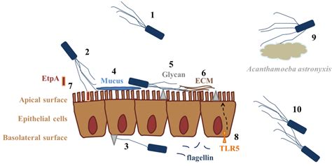 Adhesins, bacterial; Adhesins, Fimbrial; Bacterial Adhesins; Fimbrial ...