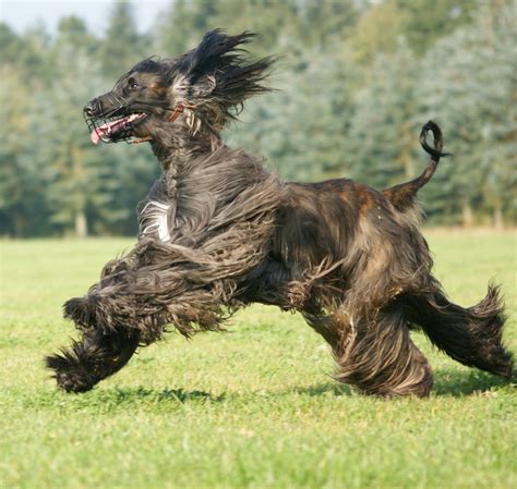 Cute running Afghan Hound photo and wallpaper. Beautiful Cute running Afghan Hound pictures