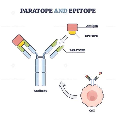 Paratope and epitope antibody binding with foreign body outline diagram - VectorMine