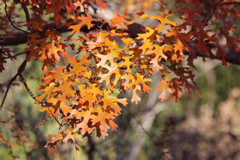 Autumn Leaves Free Stock Photo - Public Domain Pictures