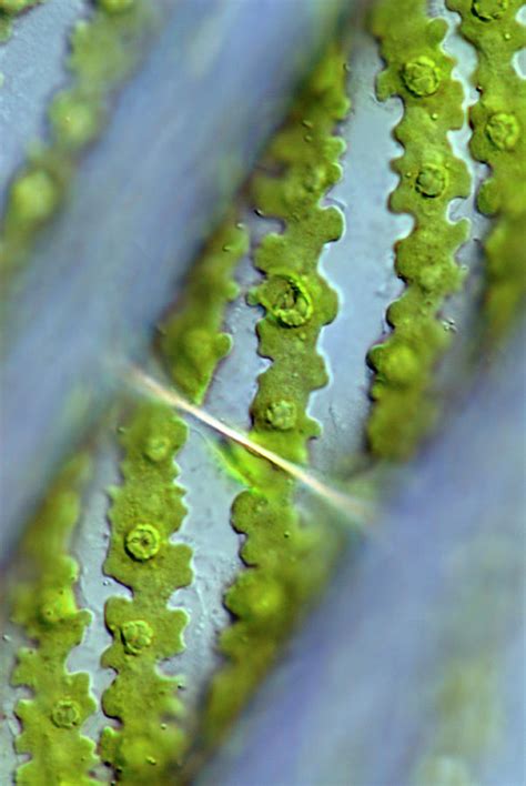 Spirogyra Algae Photograph by Sinclair Stammers/science Photo Library - Fine Art America