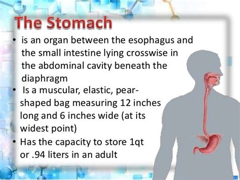 The Stomach: parts, composition, function, condition and diseases