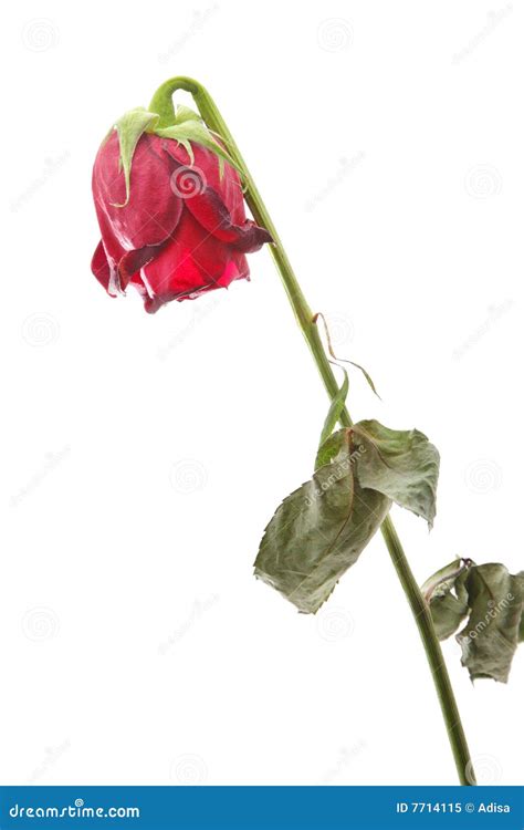 Withered Rose Royalty Free Stock Photo - Image: 7714115