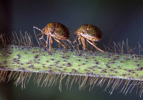 How to Get Rid of Kudzu - A-Z Animals