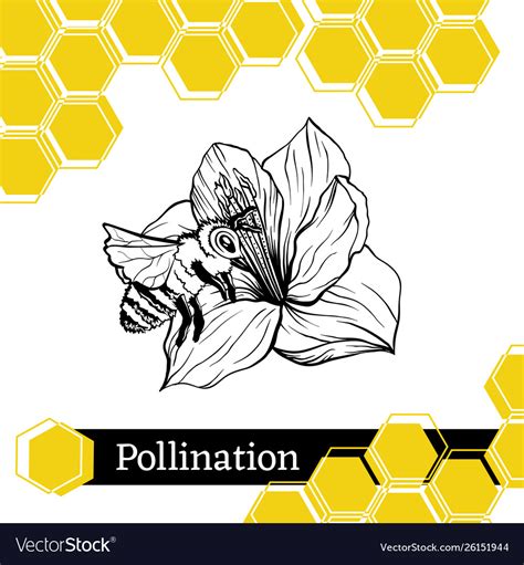 Bee pollinating flower sketch style Royalty Free Vector