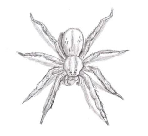 How to learn to draw a spider a simple pencil step by step 7 in 2019 ...