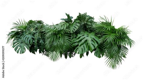 Tropical leaves foliage plant jungle bush floral arrangement nature backdrop isolated on white ...