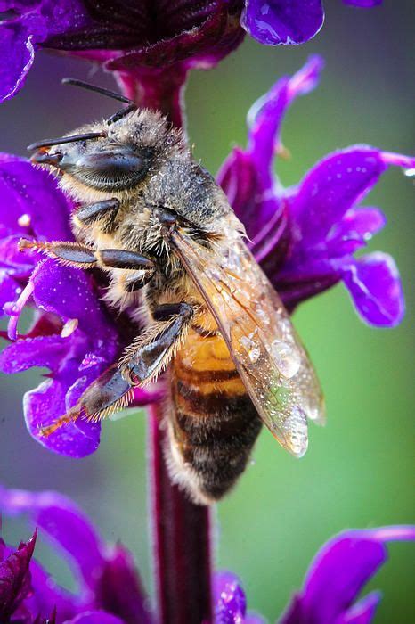 Honey Bee On Purple by Christy Patino Photography (recently published in North Dakota Outdoors ...