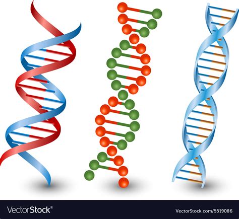 Dna strands on the white background Royalty Free Vector