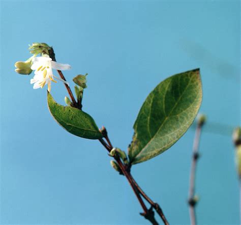 Winter Honeysuckle Flowers Photograph by Science Photo Library - Fine ...