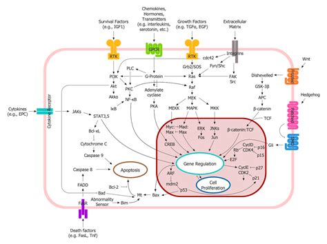 Immunology Diagrams