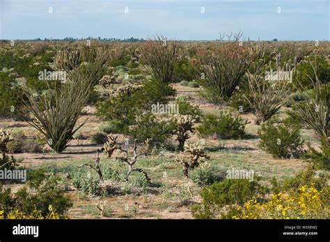 Sonora desert mexico hi-res stock photography and images - Alamy