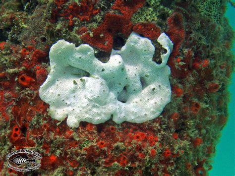 Encrusting Sponges inc. Clathria sp. - Chaloklum Diving - Koh Phangan ...