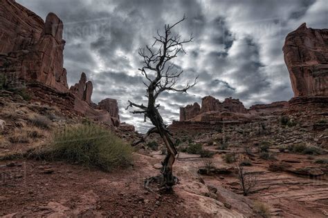 Barren tree in desert under clouds - Stock Photo - Dissolve