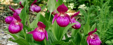 Growing Cypripedium? — Our Guide with Tips (that Work)