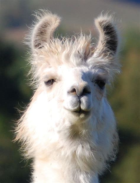 Pin by bev carter on private ideas | Llama pictures, Llama face, Llama