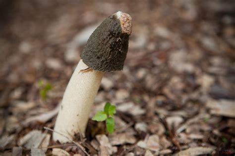 Phallus ravenelii: Ravenel’s Stinkhorn Identification & Look Alikes