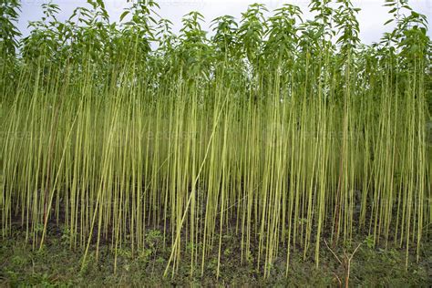 Green jute Plantation field. Raw Jute plant Landscape view 11403541 ...