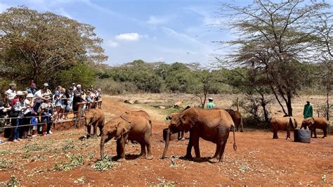 What To Expect When Visiting Sheldrick Elephant Orphanage