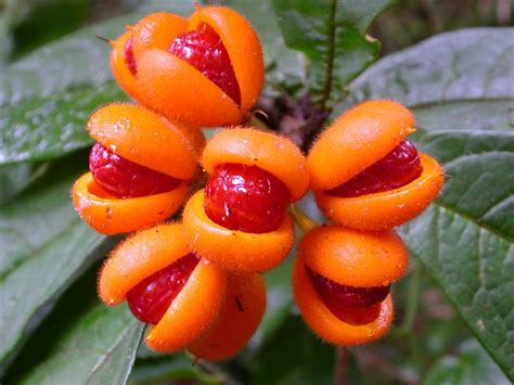 Tony's Tropical Tours - Port Douglas | Australian plants, Balcony plants, Moonflower vine