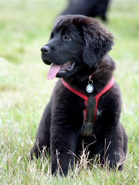 Dog Newfoundland Puppy Cute Free Stock Photo - Public Domain Pictures