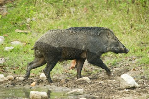 WILDLIFE in THAILAND: A Photographic Portfolio of Thailand’s Natural Heritage – Part Three ...