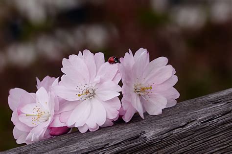 Nature Blossom Bloom Cherry free image download