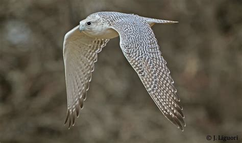 Raptor Identification and Photography: White-morph Gyrfalcon