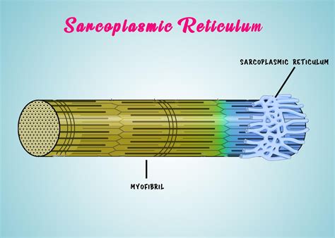 Sarcoplasmic reticulum of the muscle fibres is the storehouse of -(a) Calcium(b) Sodium(c ...