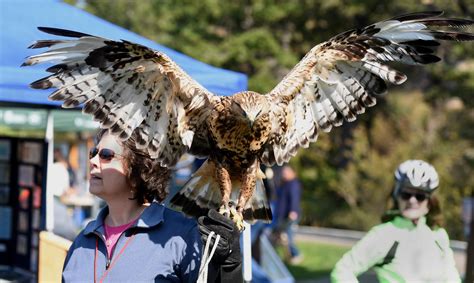 Birds of Prey Festival - Flathead Audubon Society