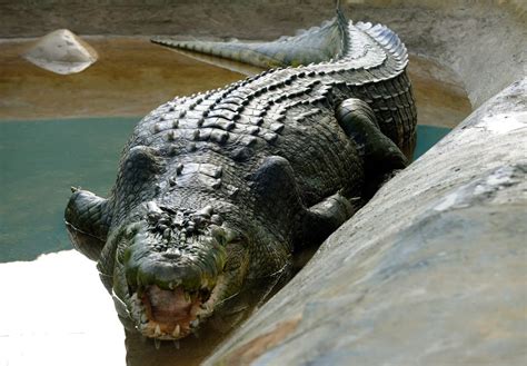 Scientists discover prehistoric giant ‘river boss’ crocodile in ...