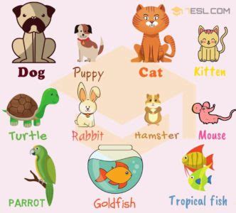 List of Pets and Different Types of Pets with Pictures • 7ESL