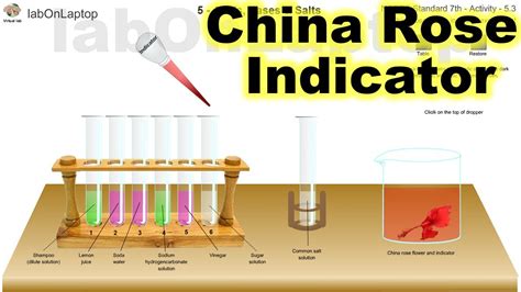 NCERT Class 7th Activity 5.3 | Acids, Bases & Salts | China Rose ...