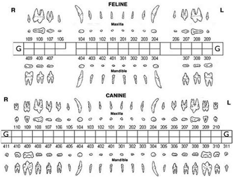 cat dental chart roots - Rema Chesser