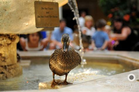 Peabody Ducks - World Red Eye | World Red Eye