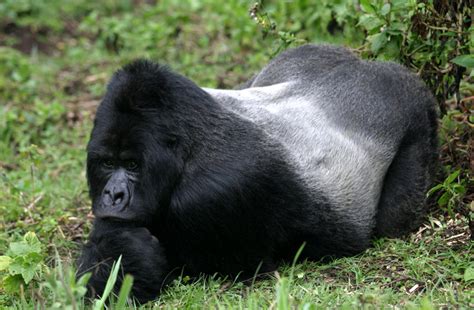 Gorilla safaris & Gorilla trekking: The Mountain Gorillas in Uganda www.safari-in-uganda.com