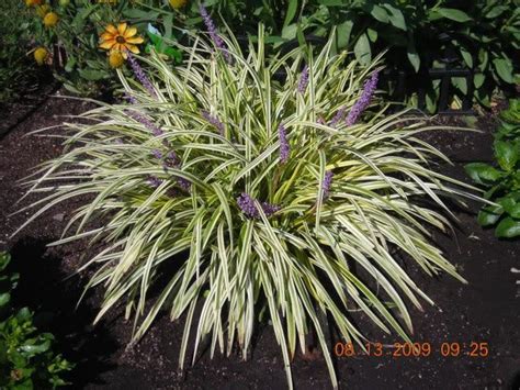 Lily Turf Care Guide: Growing Tips and Plant Care