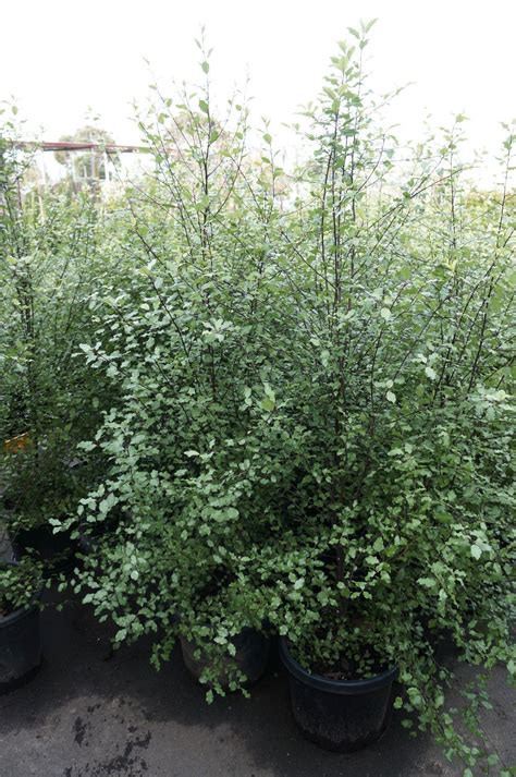 Pittosporum tenuifolium 'Silver Sheen' | Outdoor gardens design, Screen plants, Outdoor ...